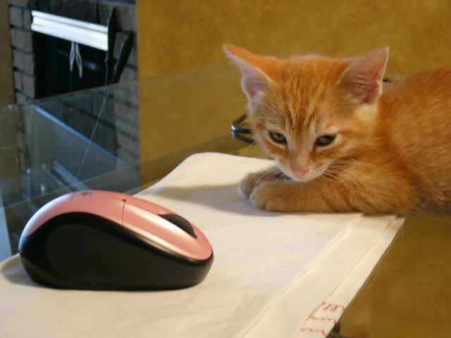 sz6309catandmouse.jpg