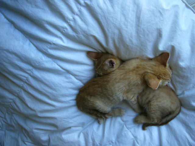 sz739cuddle.jpg