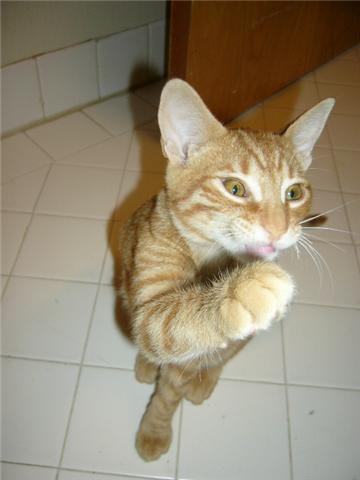 sz8129roycepaw1.jpeg
