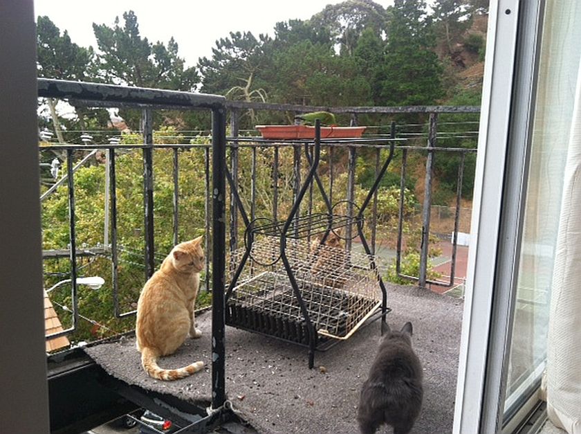 kitnparrots.jpg