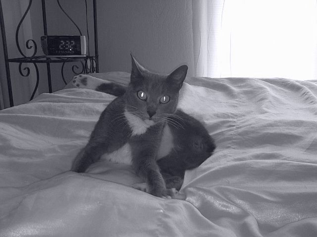 lilly-bed.jpg