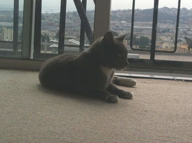 lilly-view.jpg