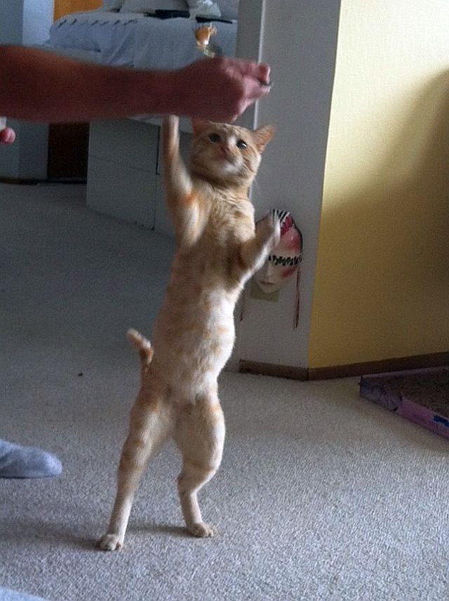 nacho-dance.jpg
