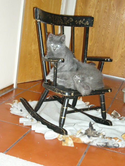 sz12310chairkittens07.jpg