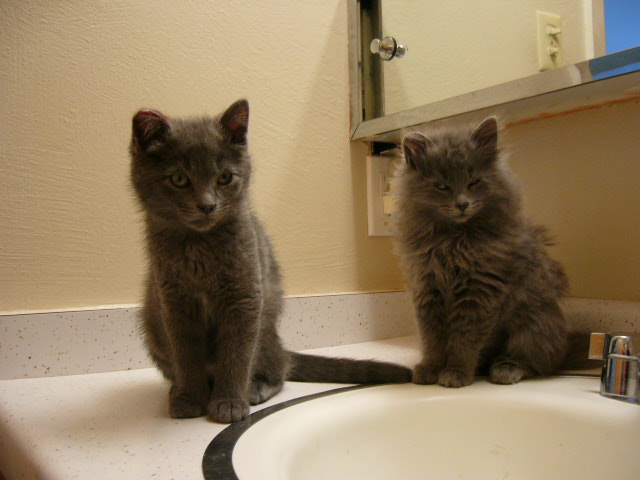 sz12310countertopkittens.jpg