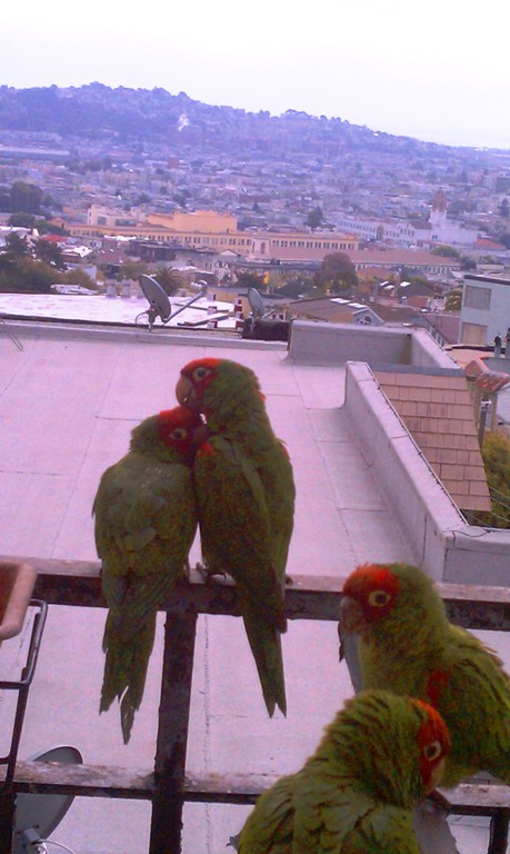 9311lovebirds.jpg