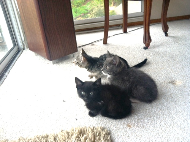 64123kittensbirdwatching.jpg