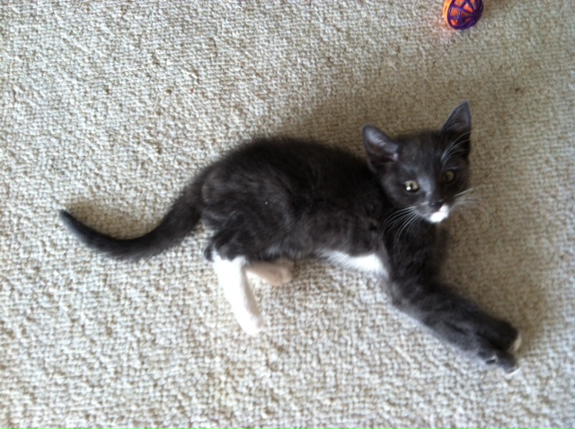 6412pierrelongpaw.jpg