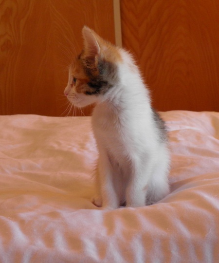 71912belleprofile.JPG