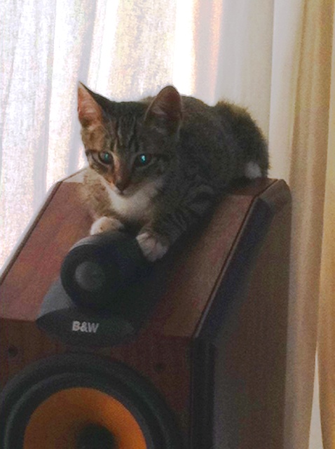 7712brandospeaker.jpg