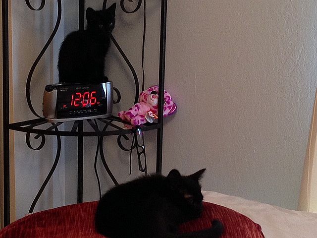 52414midnight-kits.jpg