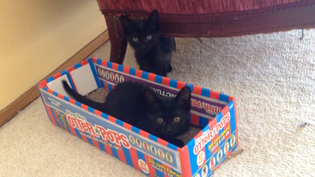52414otterpopkits.jpg