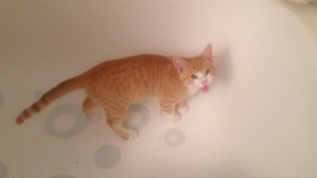 11-2014-fido-bath-tub-meow.jpg