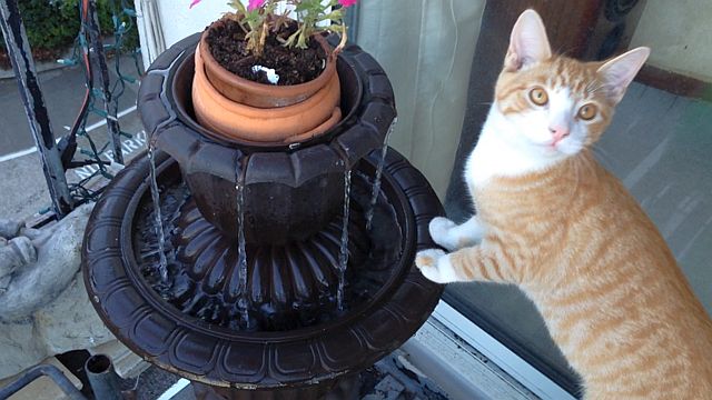 11-2014-fido-fountain.jpg
