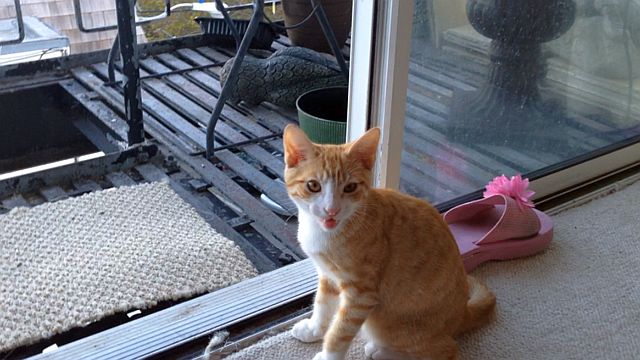 11-2014-fido-meow.jpg