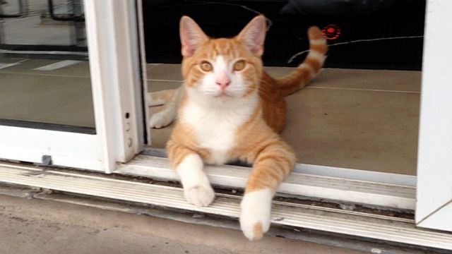 12-2014-fido-hangin-slider.jpg