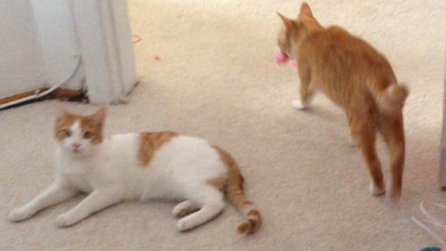 12015-g-n-f-w-mousie.jpg