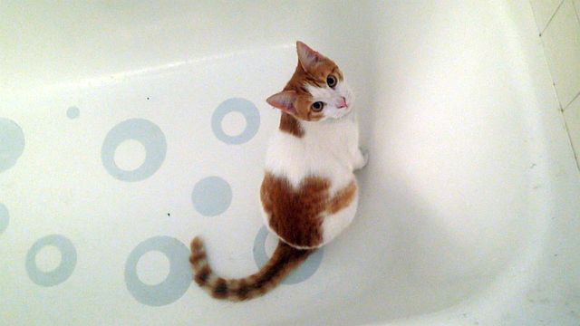 12115-ginger-bath.jpg