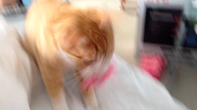 12215-fido-blur.jpg