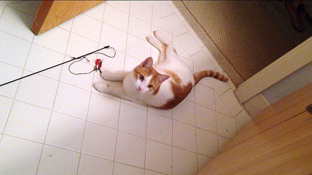 12415-ginger-toy.jpg