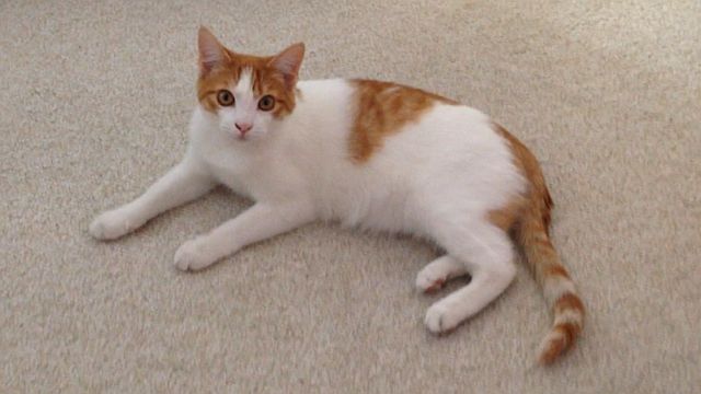 12715-ginger-pretty.jpg
