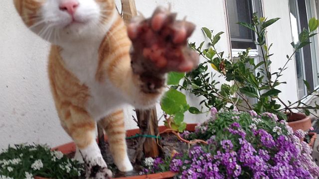 12815-paw.jpg