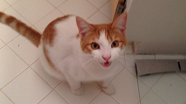 21215-ginger-meow.jpg