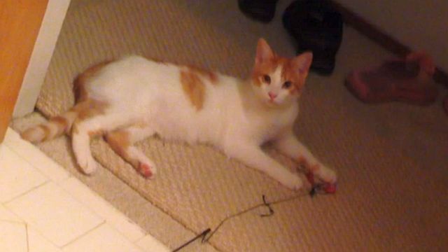 21415-ginger-string-toy.jpg