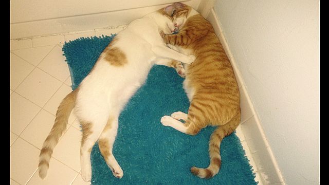 22515kitcuddle.jpg